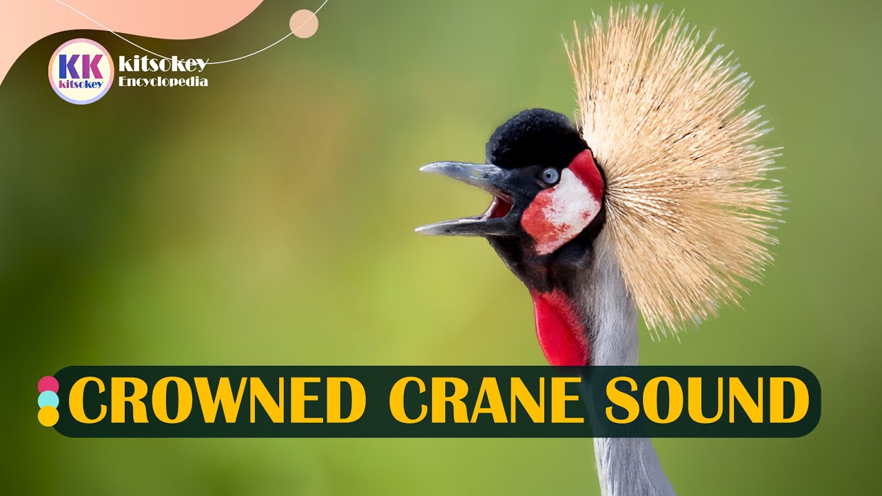 crowned crane sound, crowned crane call, grey crowned crane sound