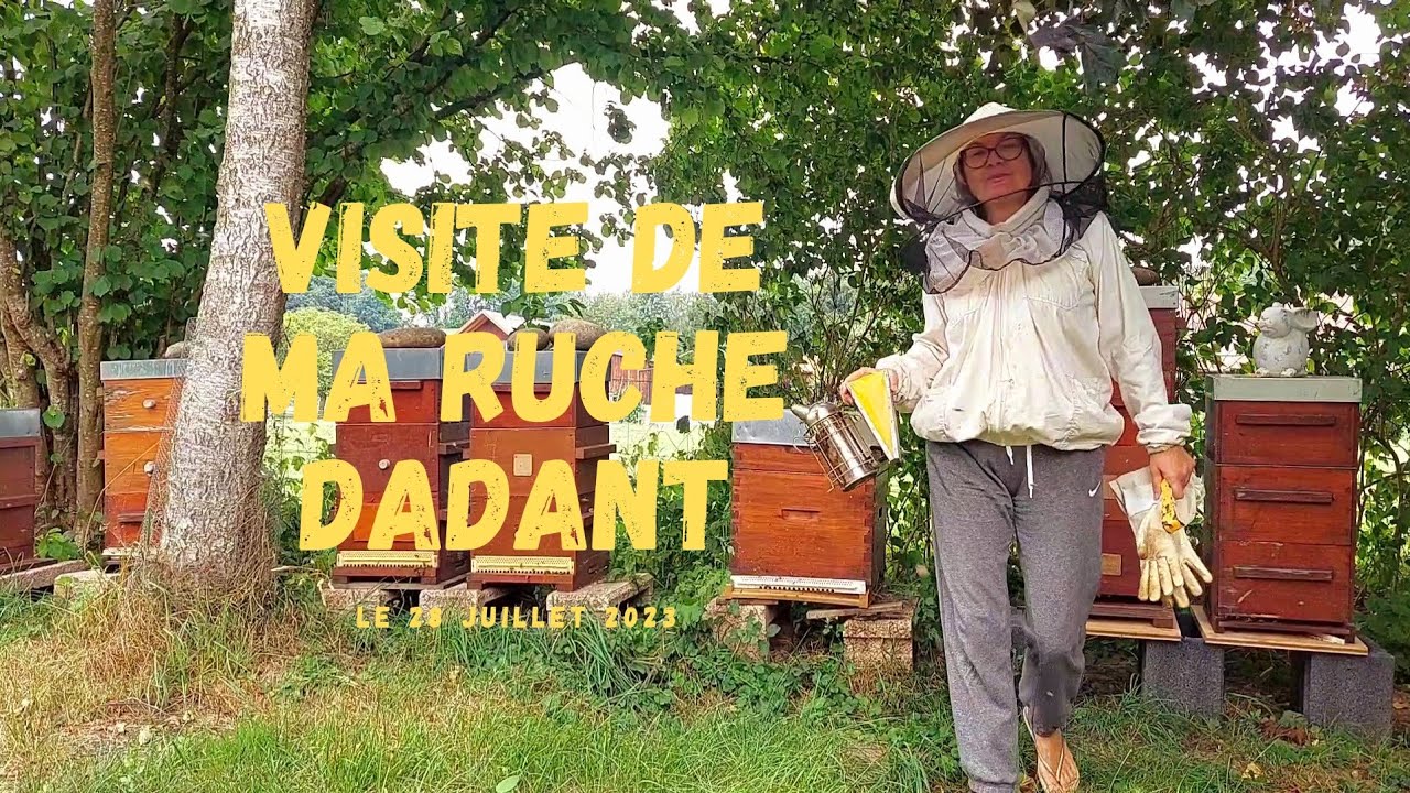 Visite de ma ruche Dadant #abeille #apiculture