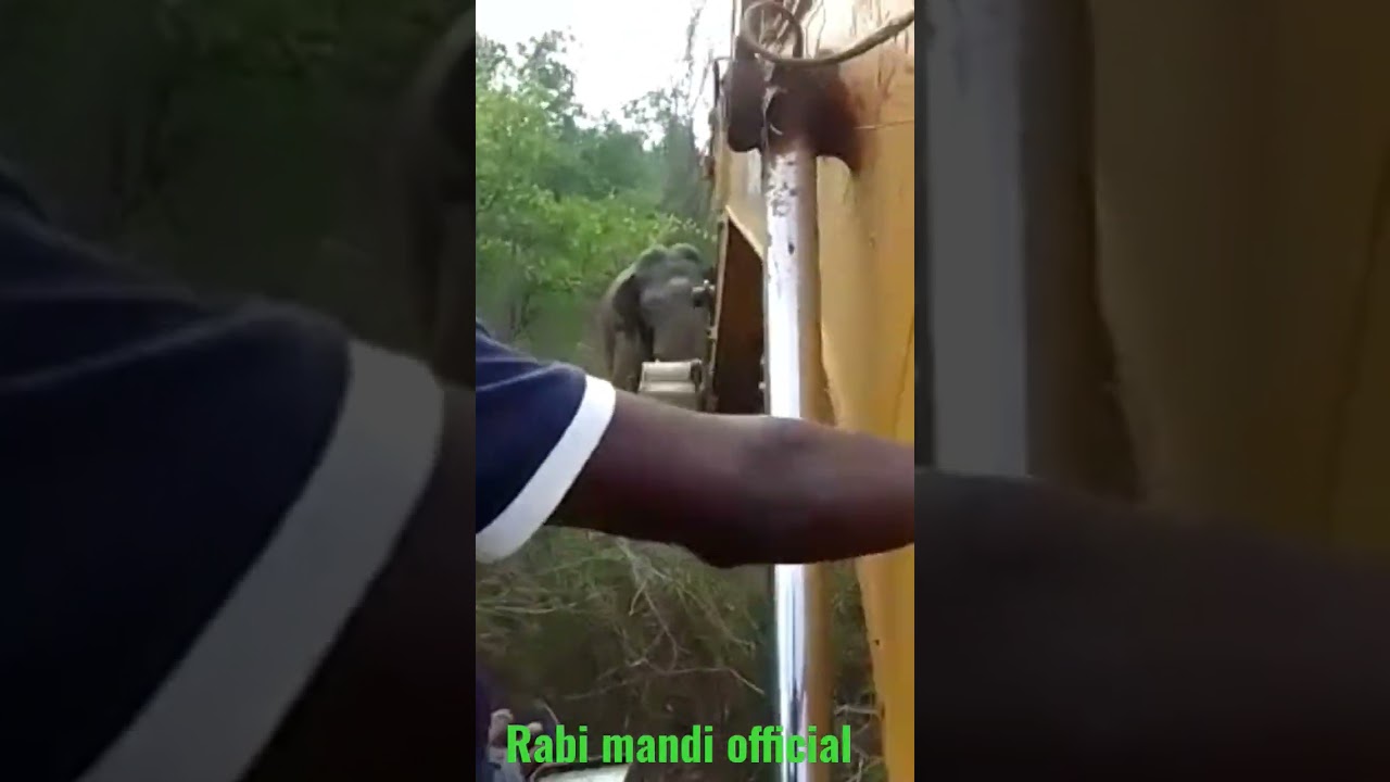 JCB VS WILD ELEPHANTS