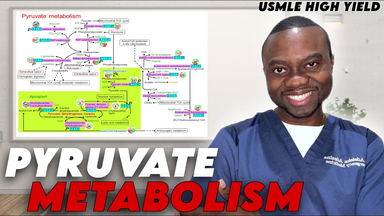 Пути метаболизма пирувата | Разбор биохимии для экзамена USMLE