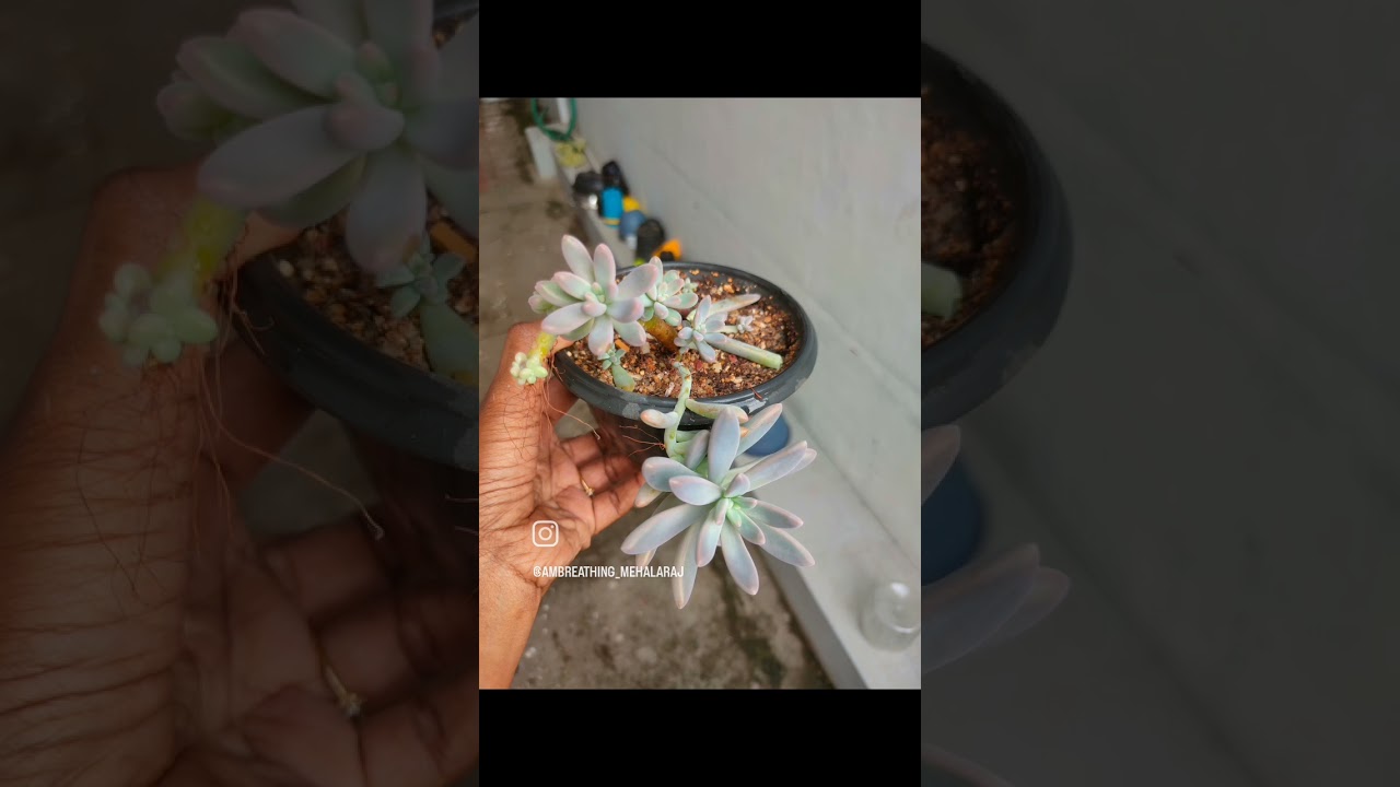 Succulent|gardening|tamilgarding|plantlove|graptosedum Francesco Baldi|Succulent care