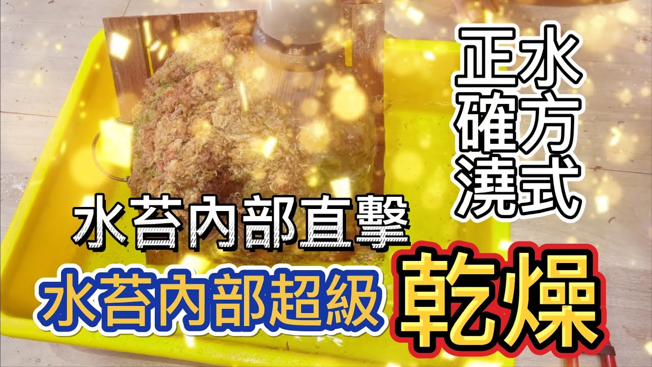 揪匠JOY WOOD 鹿角蕨 觀葉植物 澆水方式 乾透澆水的缺點實驗