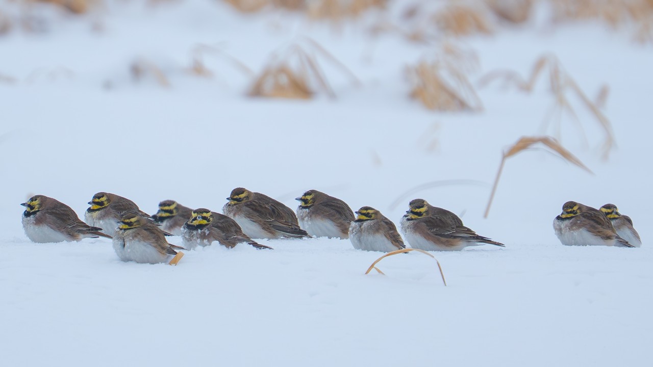 Raguotasis vieversys | Eremophila alpestris | Horned Lark