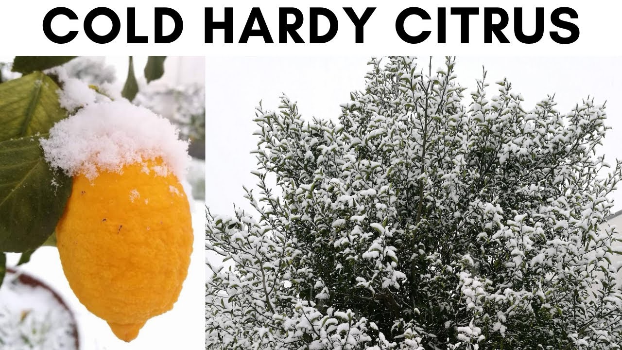 COLD HARDY CITRUS, THE BEST ONES / ENG / AGRUMI LENZI