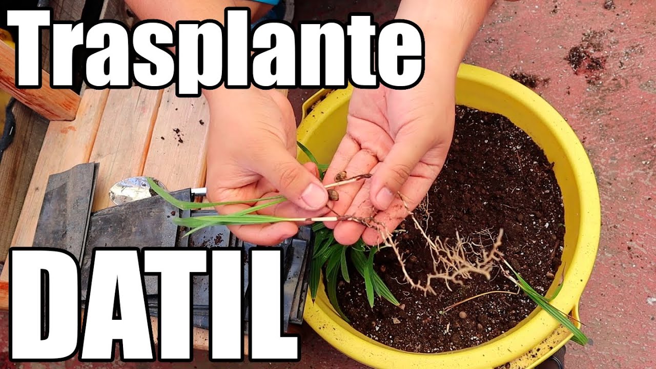 Como Trasplantar SEMILLAS DE DATIL || Bananafabric