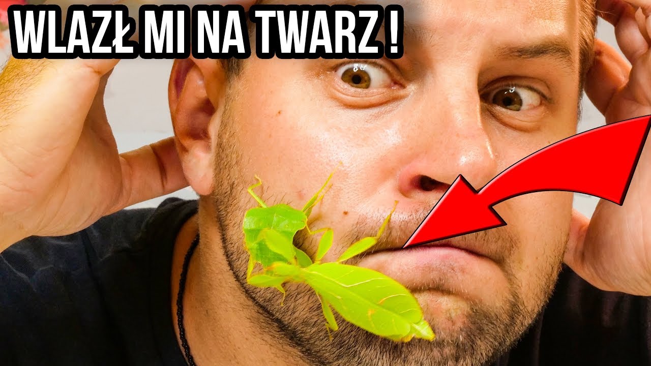 CIEKAWOSTKI O HODOWLI LIŚĆCÓW W DOMU