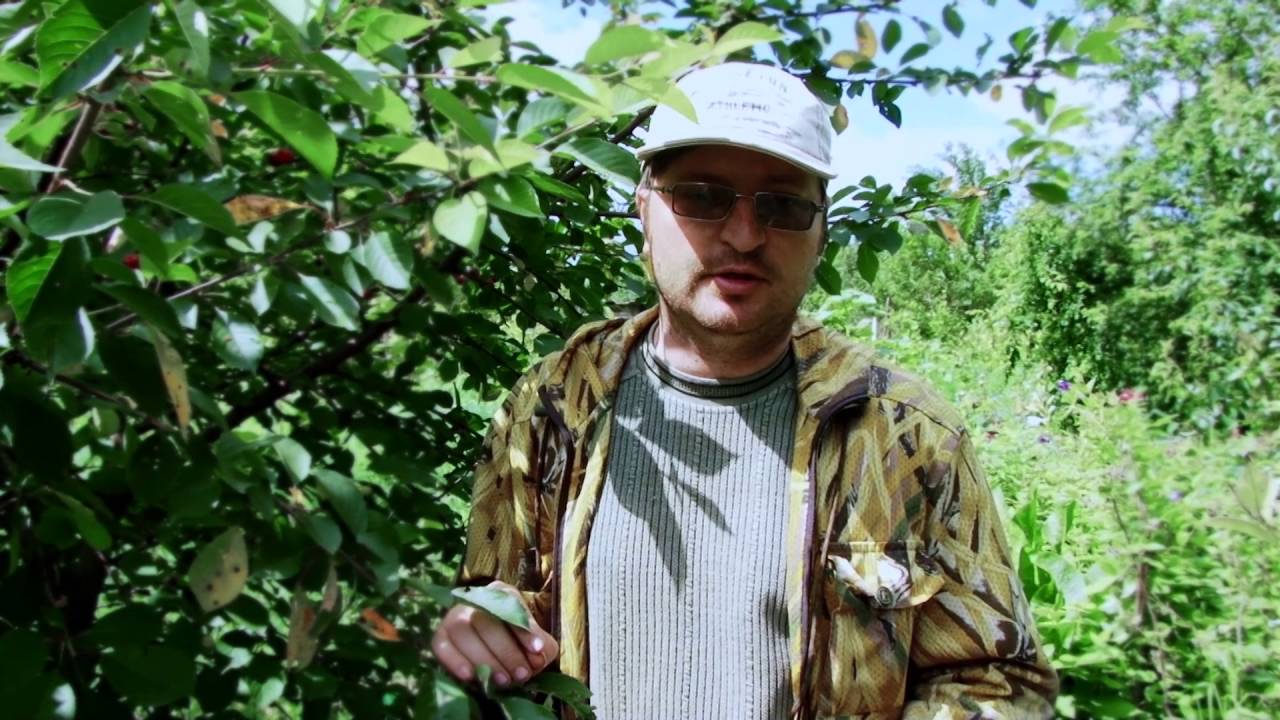 Вишневая муха, признаки и способы борьбы с ней