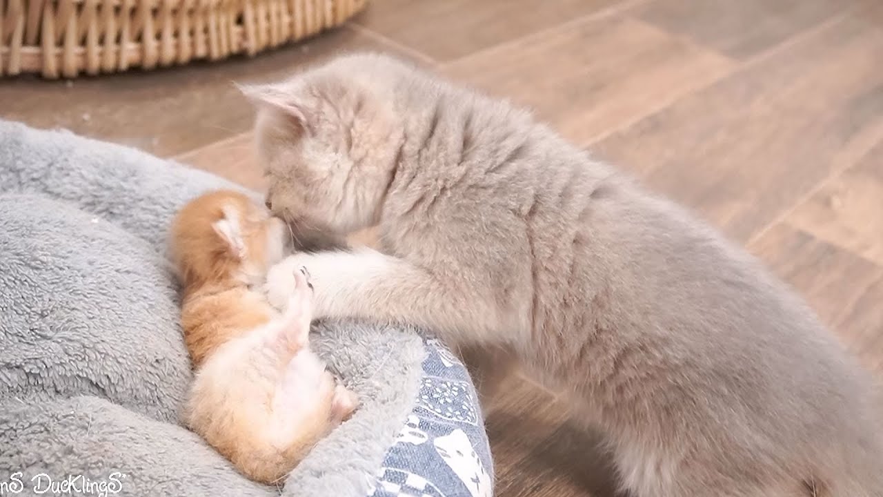 Brother cat Onion has started to learn job of taking care of kittens to help mom cat Xaxa