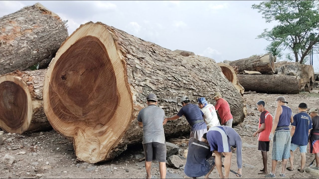 BREAKING THE WORLD RECORD !! WOOD AS LARGE AS AN AIRPLANE | WOOD SAWING PROCESS