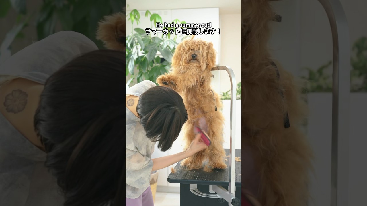 サマーカットでスッキリ！🍉/ Grooming ASMR #マルプー #トリミング #puppy