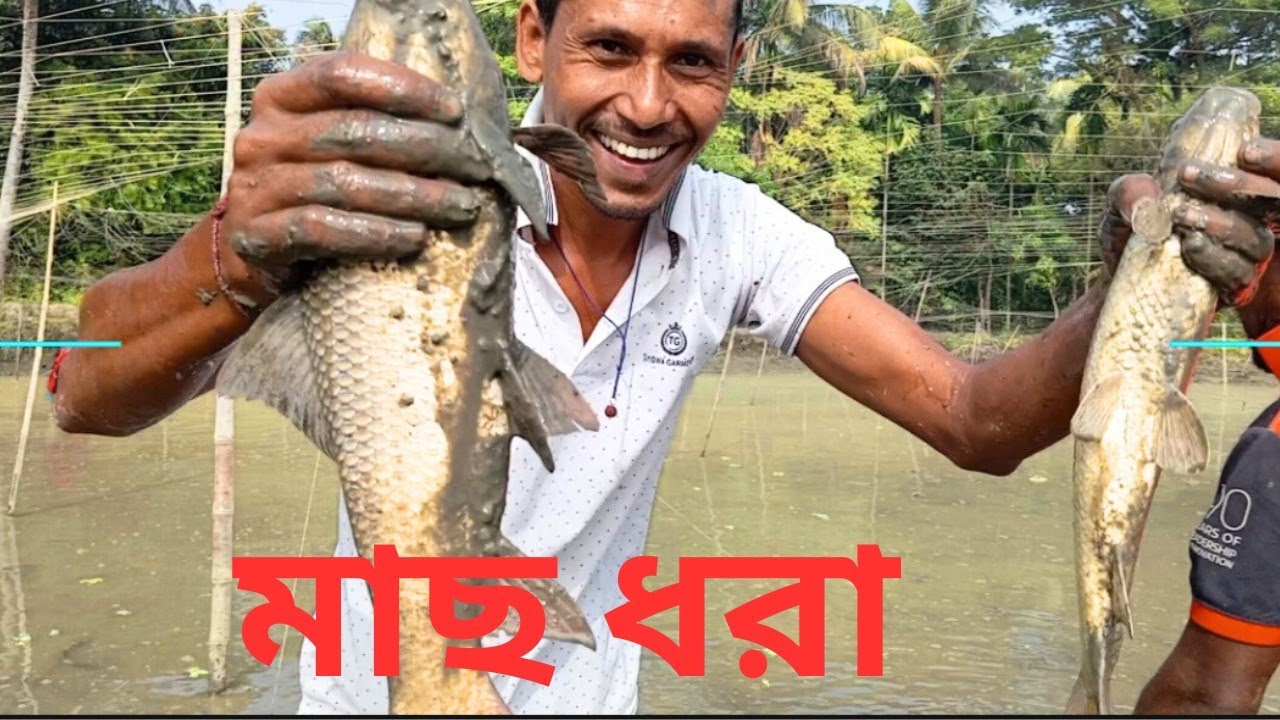 Big Fish Harvest | Collecting Fresh Fish for Market | Traditional Fish Farming in Bangladesh