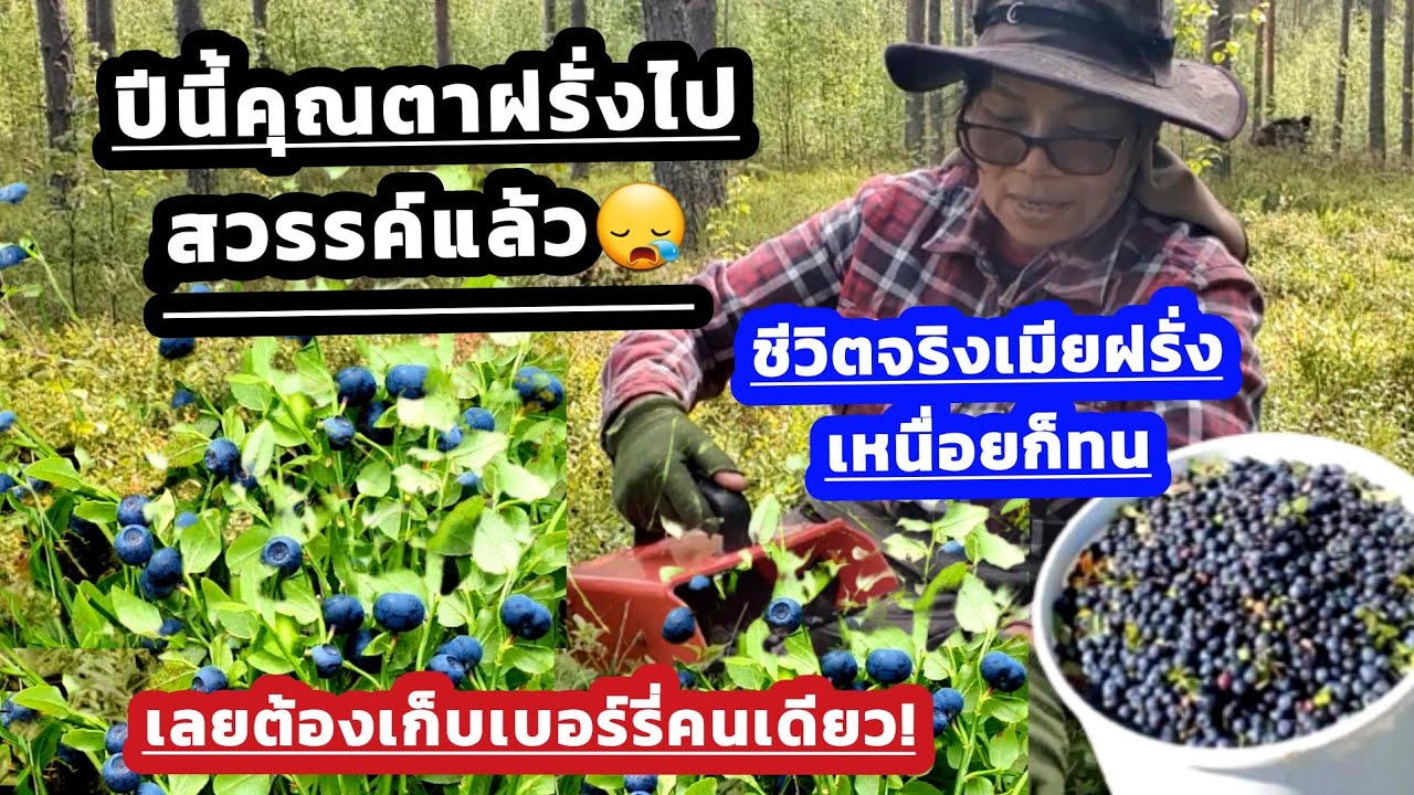 คุณตาฝรั่งจากไป ยายสนต้องเก็บเบอร์รี่ขายตามออเดอร์คนเดีย!, ยังดีวันมีพีณีมากด้วยวันนี้