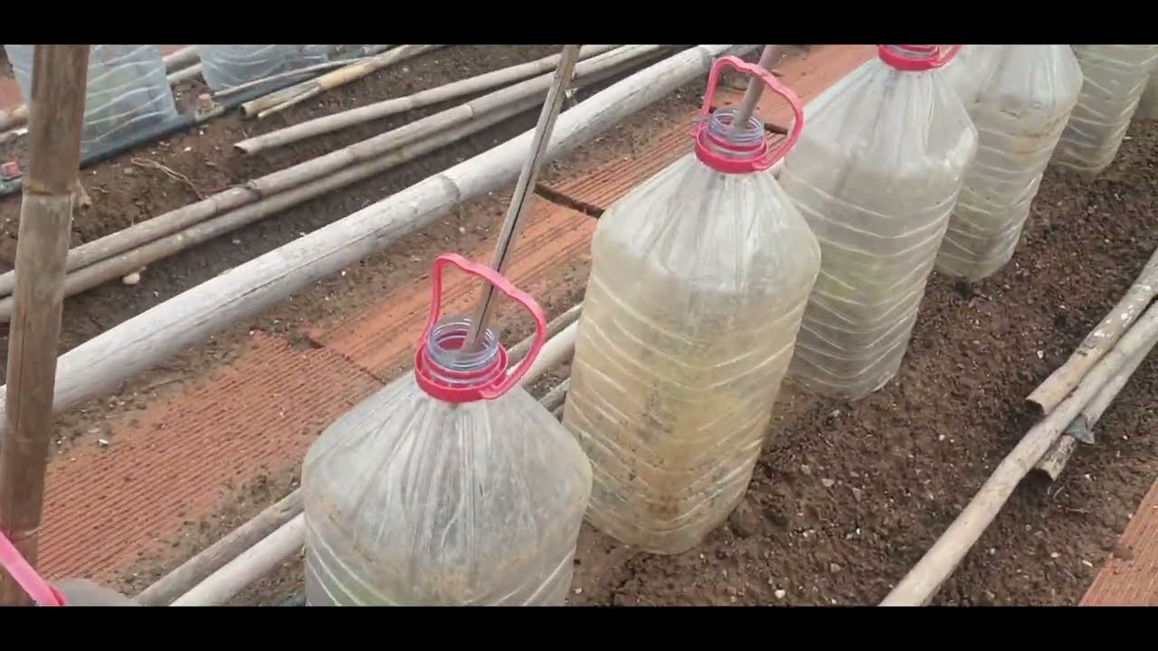 plantar tomates protegidos con garrafas de plastico