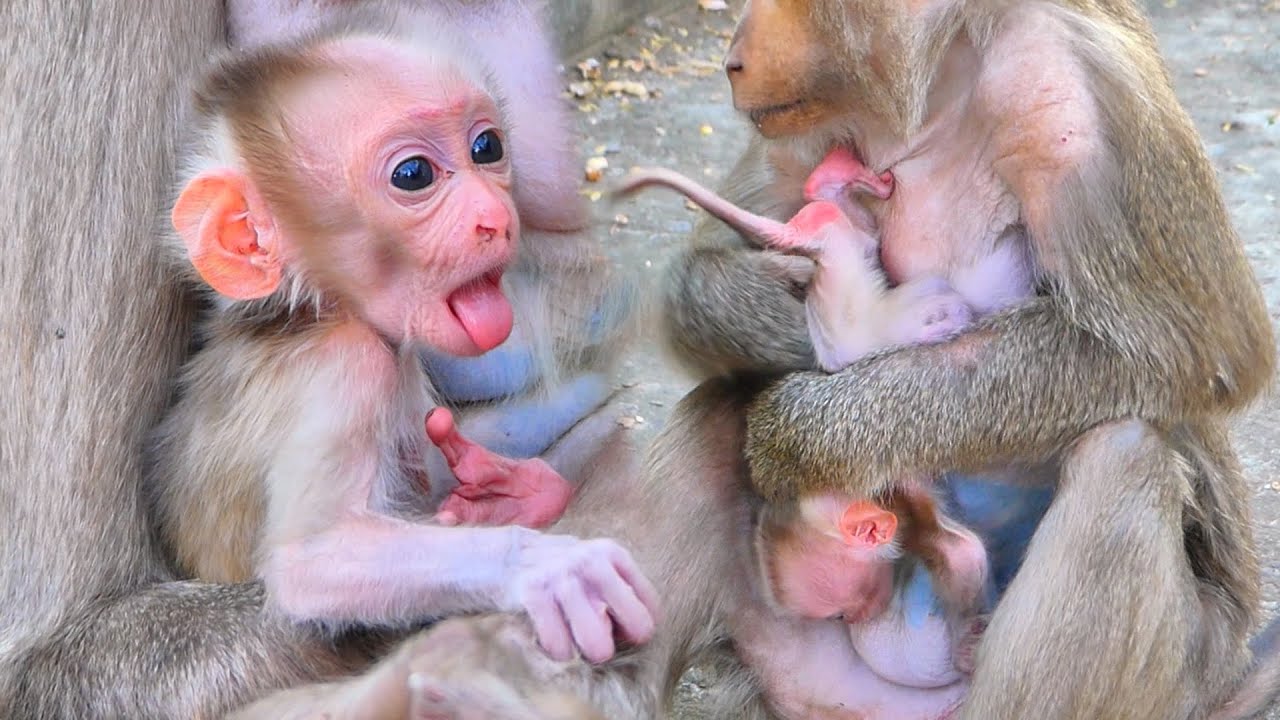 🔴LIVE Experienced Mama Watches Over Her Strong and Peaceful Newborn 🐒💛