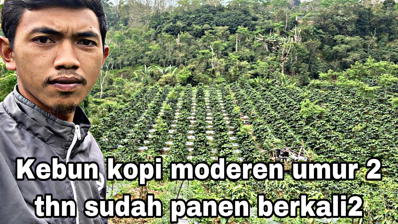 Jalan2 lagi dikebun kopi mak ijah kebun kopi ateng super, waktu nya panen raya tiba !!!