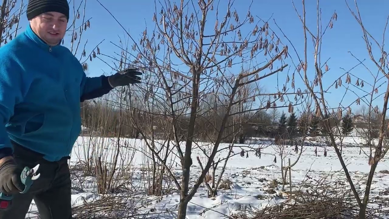 Почали обрізати маточник  фундука . Частина 1.