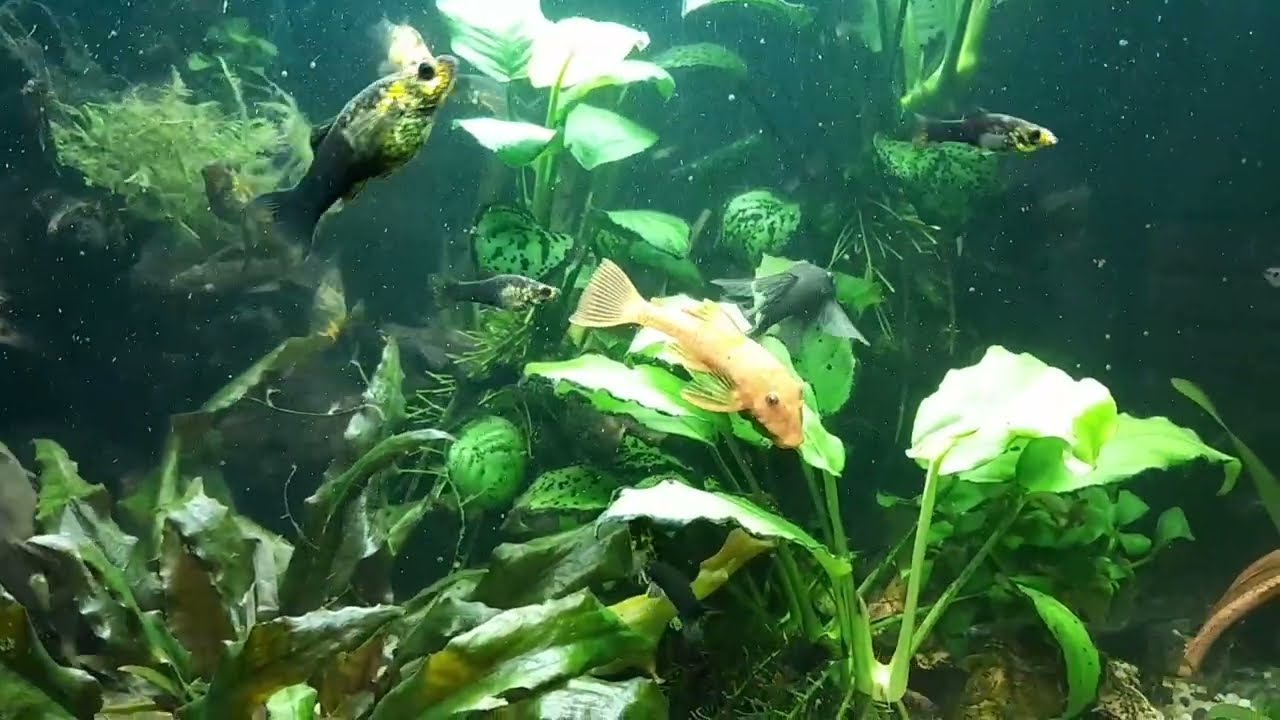 Czemu warto systematycznie czyścić filtr oraz podmieniać wodę w akwarium?🫧🌿