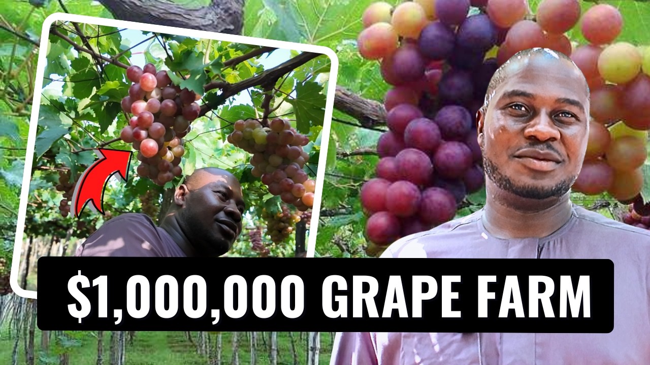They Laughed at His Grape Farm Idea — Until He Made $1 Million
