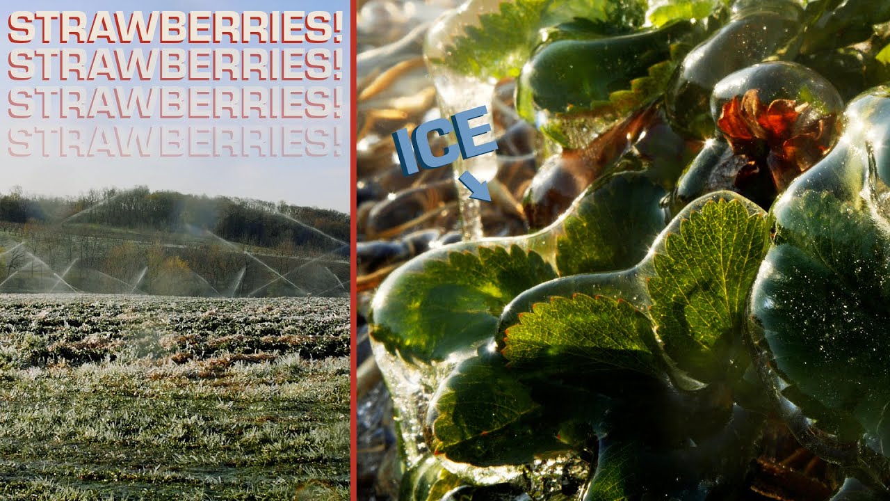 How Overhead Frost Protection Works | DAFT