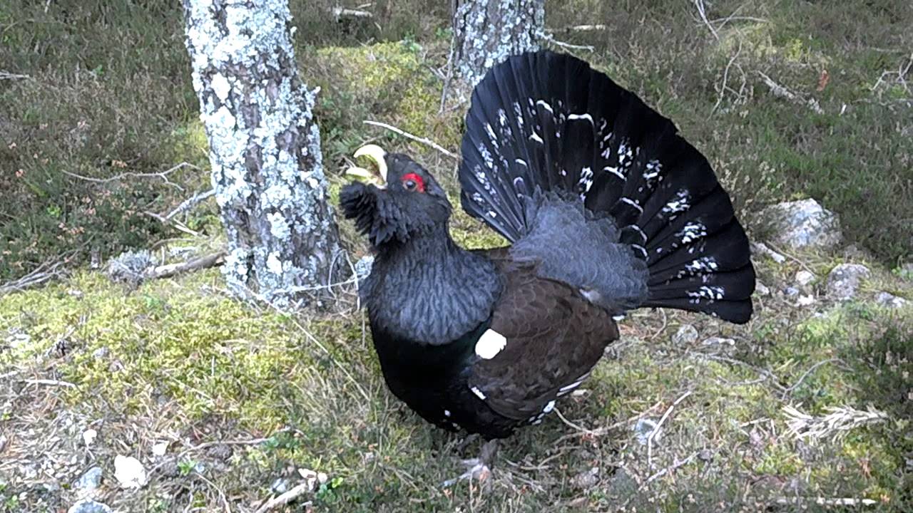 Wild Capercaillie display - Scotland, Feb 2012