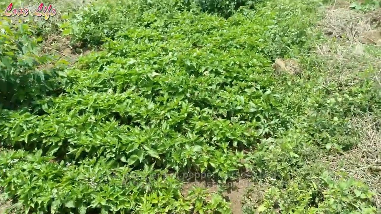 Growing Pepper in Uganda Part 9 | Planting Pepper Nursery Bed | Immunizing seeds and soil treatment