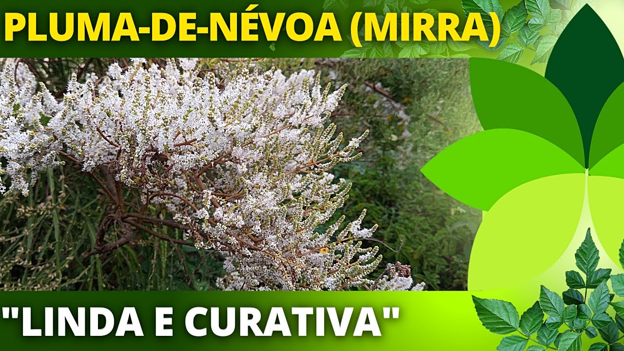 MIRRA ou PLUMA-DE-NÉVOA ou Incenso para que serve? | Ervas e Plantas medicinais