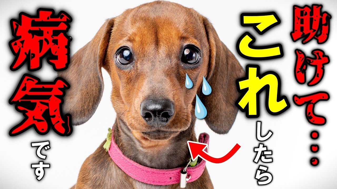 犬が助けを求めている病気のサイン20選