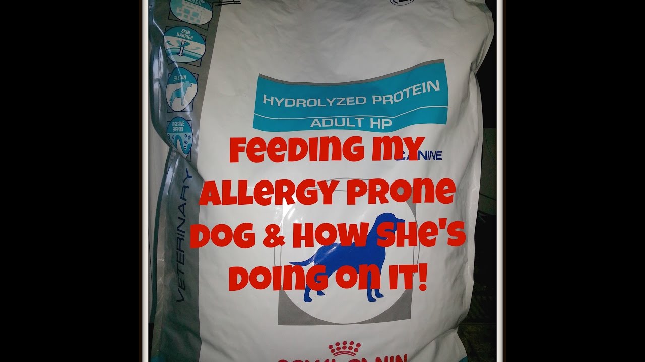 Hypoallergenic Dog Food - Royal Canin Hydrolyzed Protein Adult HP (Feeding my allergic dog)