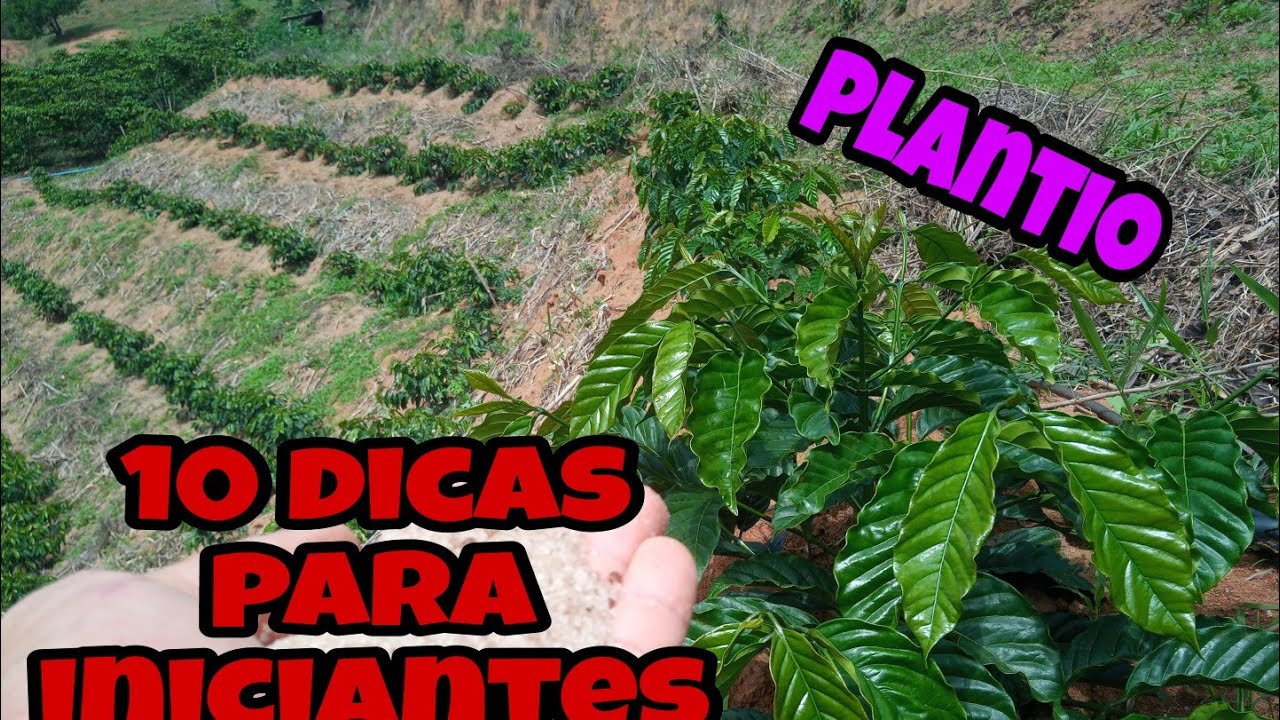 10 dicas exclusivas para quem quer plantar caf&eacute; e n&atilde;o tem experiencia no ramo,caf&eacute; conilon clonal