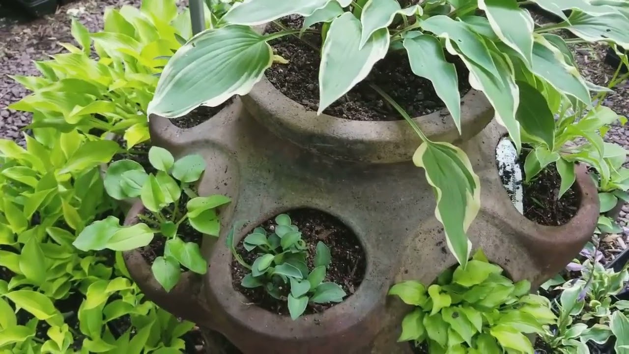 The Hosta Hideaway   Small and Miniature Hostas Garden Tour