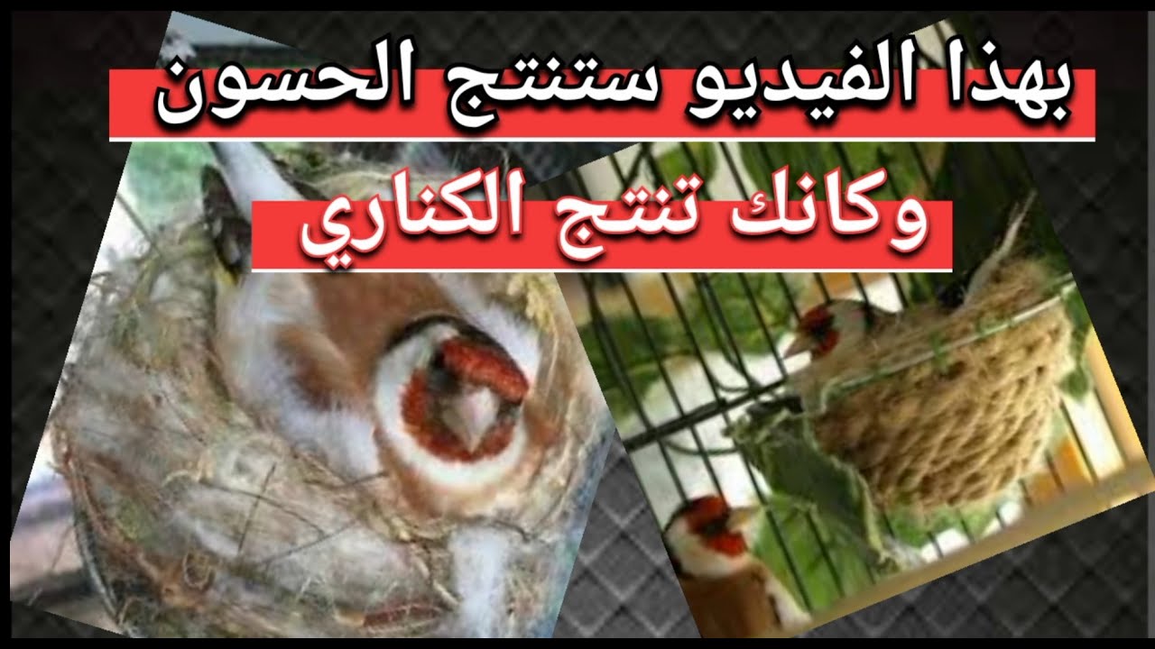 بغيتي #تفريخ #الحسون #المقنين  بلا ما يصعبو عليك دوك المربيين الفهايميين دير هاد الخطوات وجاوبني