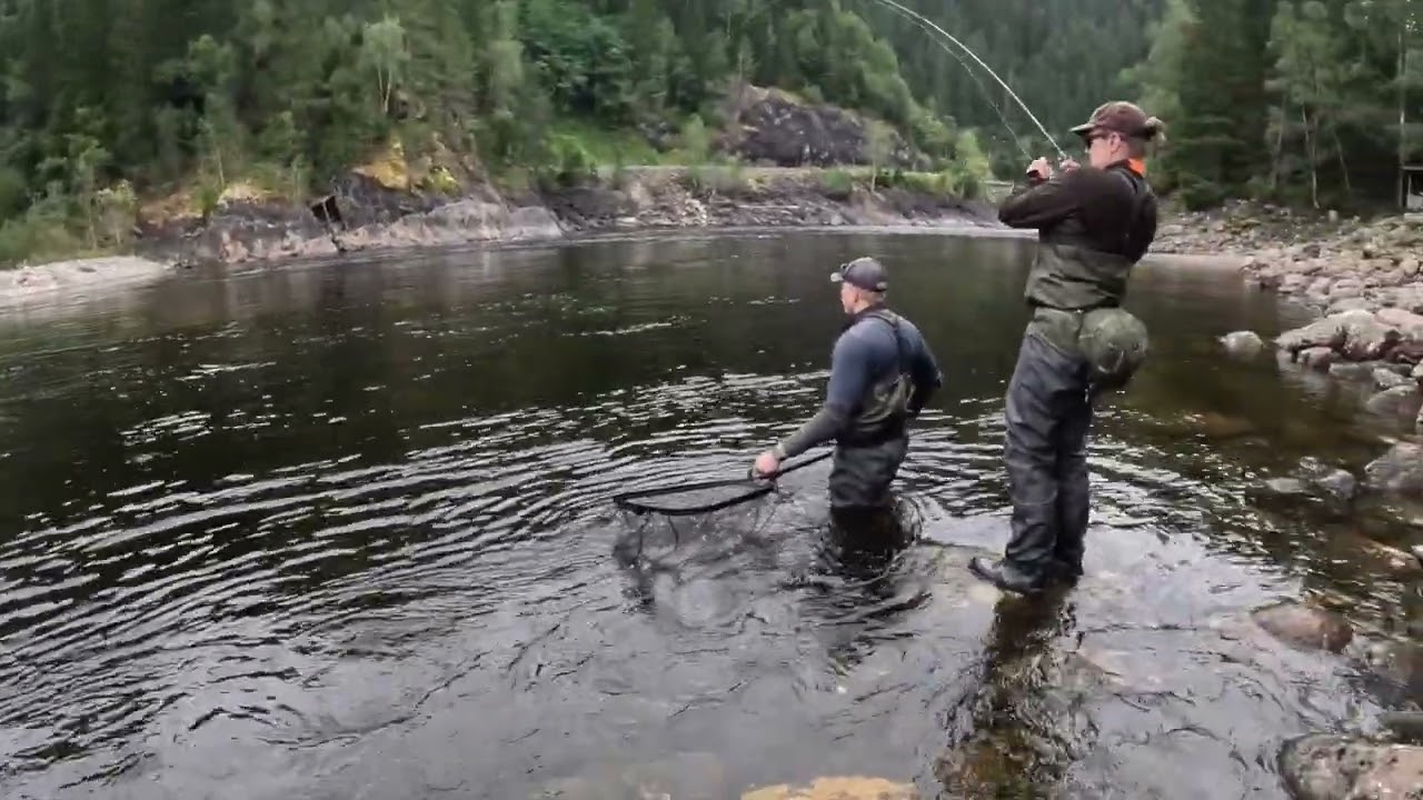 First Salmon of the trip on Norway’s Gaula River