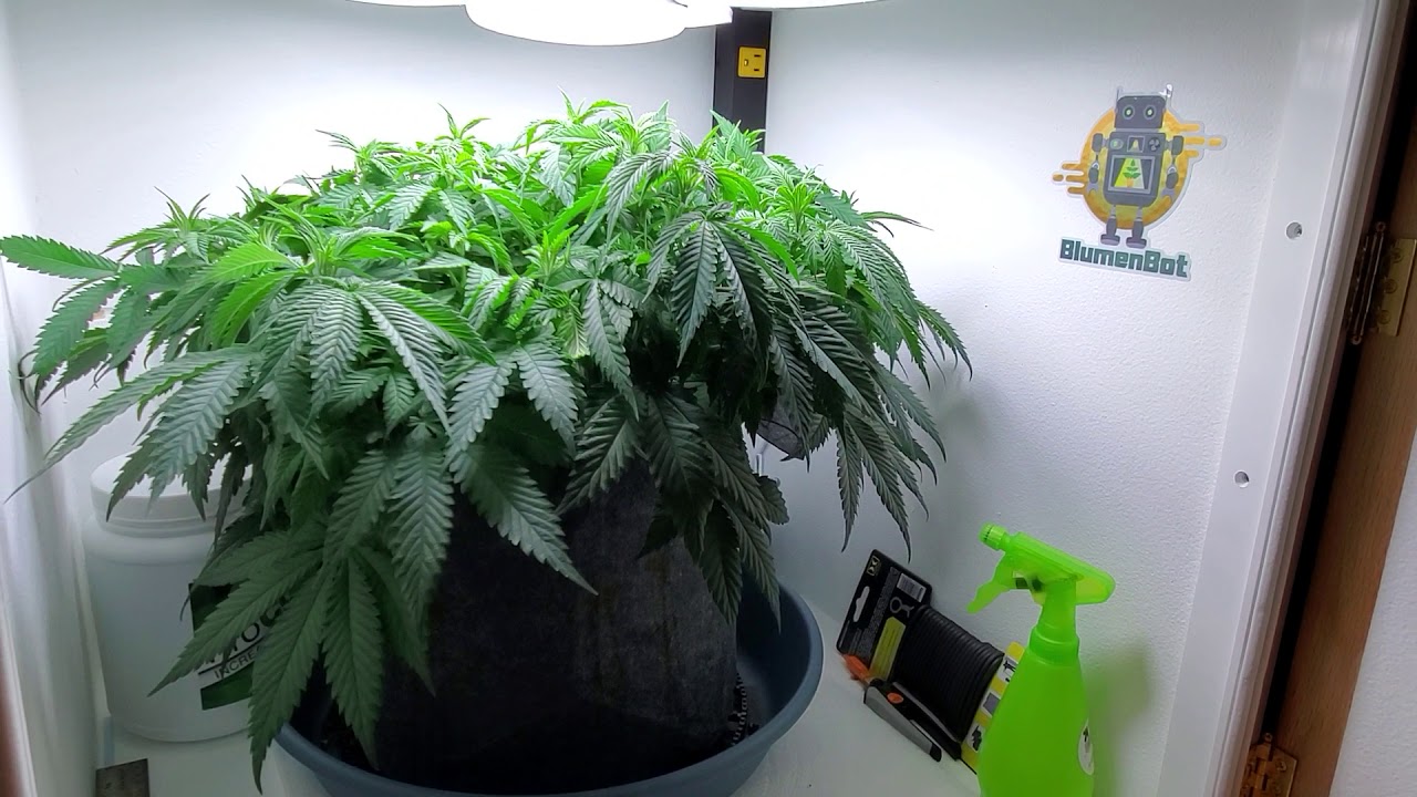 BlumenBot DZ1 Stealth Micro Grow Cabinet - Harvest Day Update (Part 1)