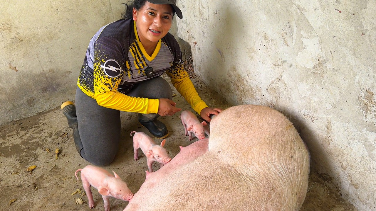 Así Alimento a mis CHANCHITOS para que la mamá no los pise | Doña Viky