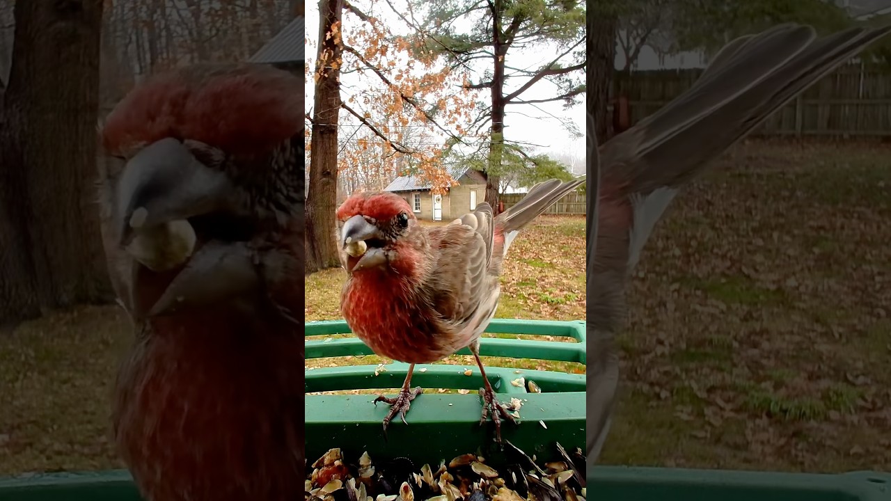 House Finch, are called common. There is nothing common about this individual.