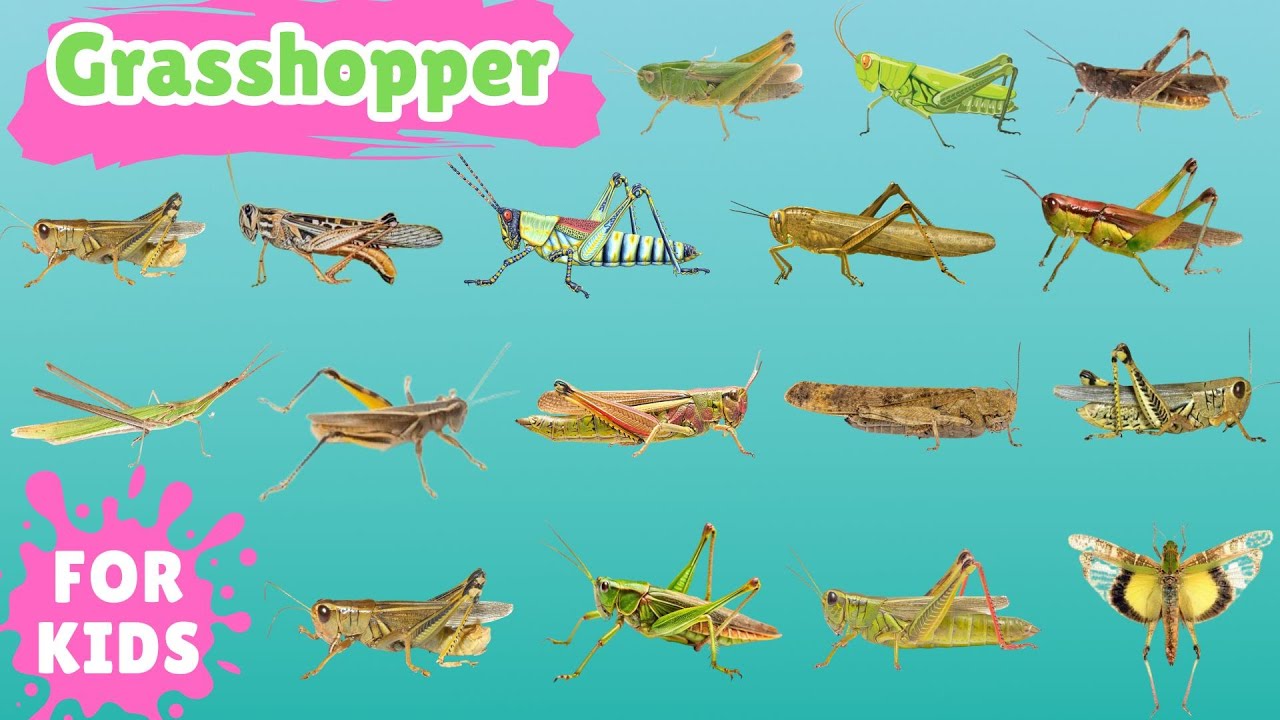 20 Jenis Belalang | Belajar Mengenal 20 Jenis Belalang | 20 types of grasshoppers for kids