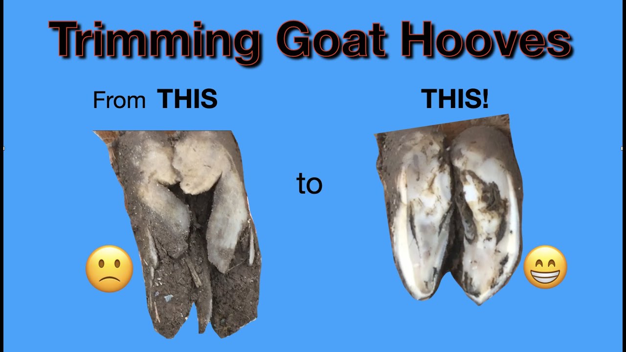 How to Trim Hooves - Goat & Sheep!