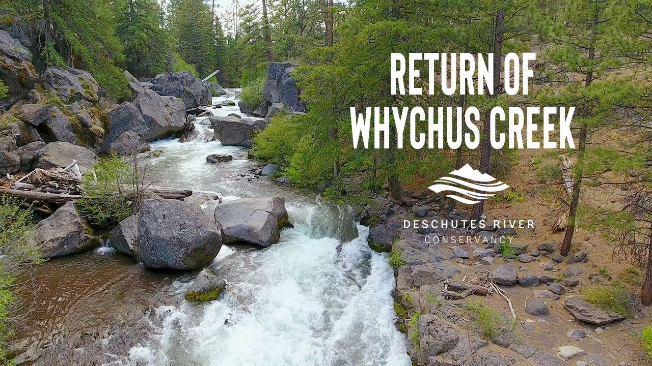 Return of Whychus Creek