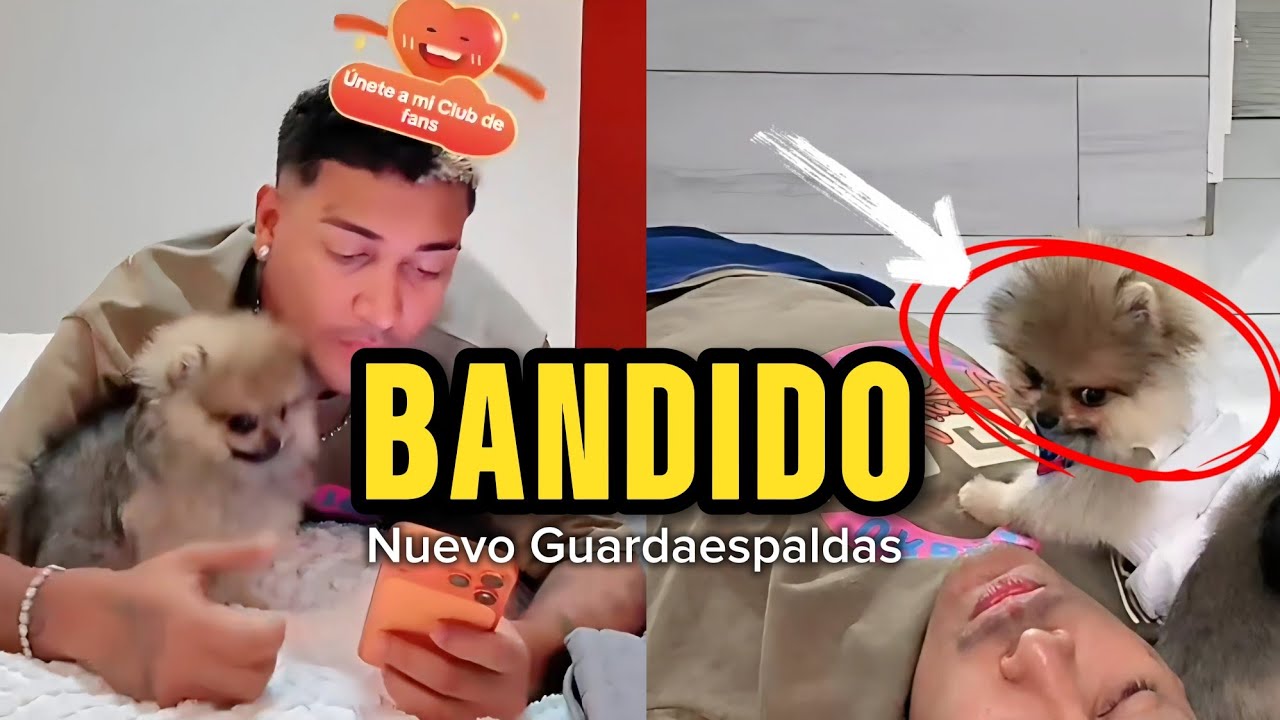Supremo presenta al nuevo miembro de su SEGURIDAD: ¡Bandido ya está en casa! 🐶🛡️
