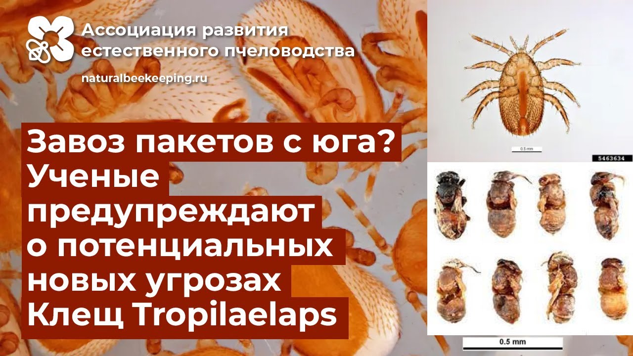 Клещ Тропилаелапс (Tropilaelaps mercedesae) — серьёзная потенциальная угроза медоносным пчёлам!