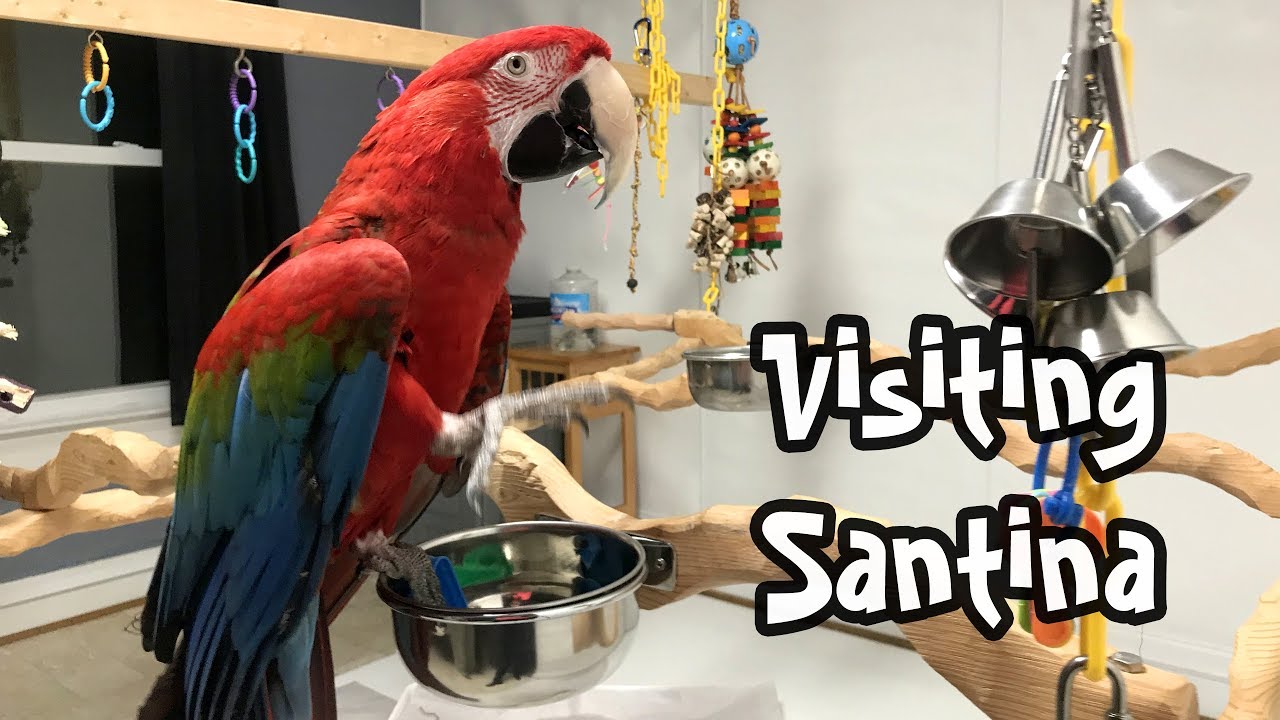 A Visit with Santina - Green Winged Macaw