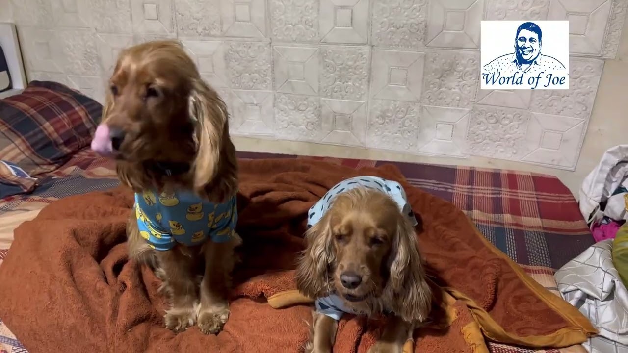 Our World Now Dollar and Ginger 
