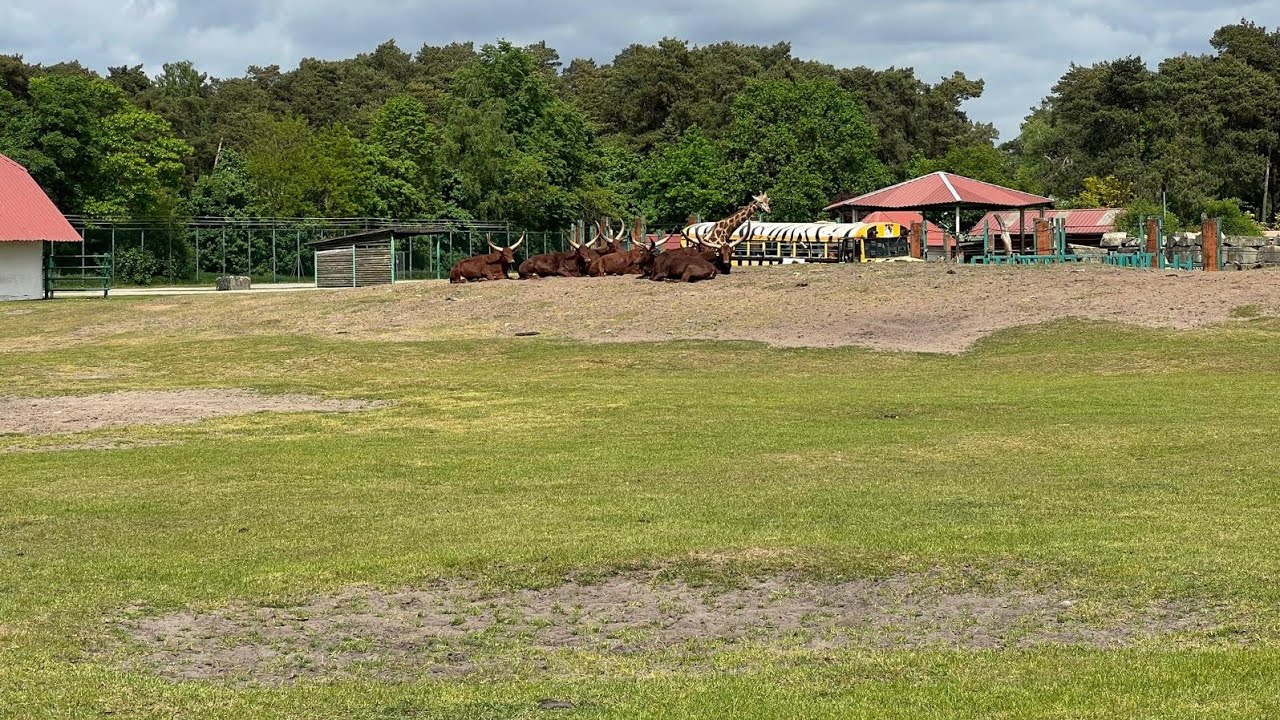 Safari Land Stukenbrock in NRW 04/05/2025🇩🇪