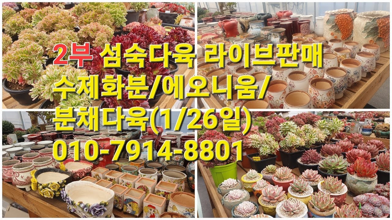 2부 섬숙다육 라이브판매 #수제화분 #에오니움 #분채다육(1/26일)010-7914-8801