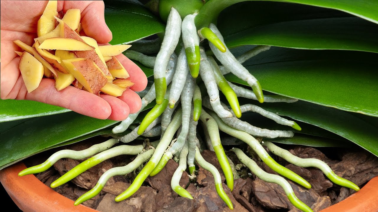 Just leave it at the base of a weak orchid plant and it will grow green roots and bloom
