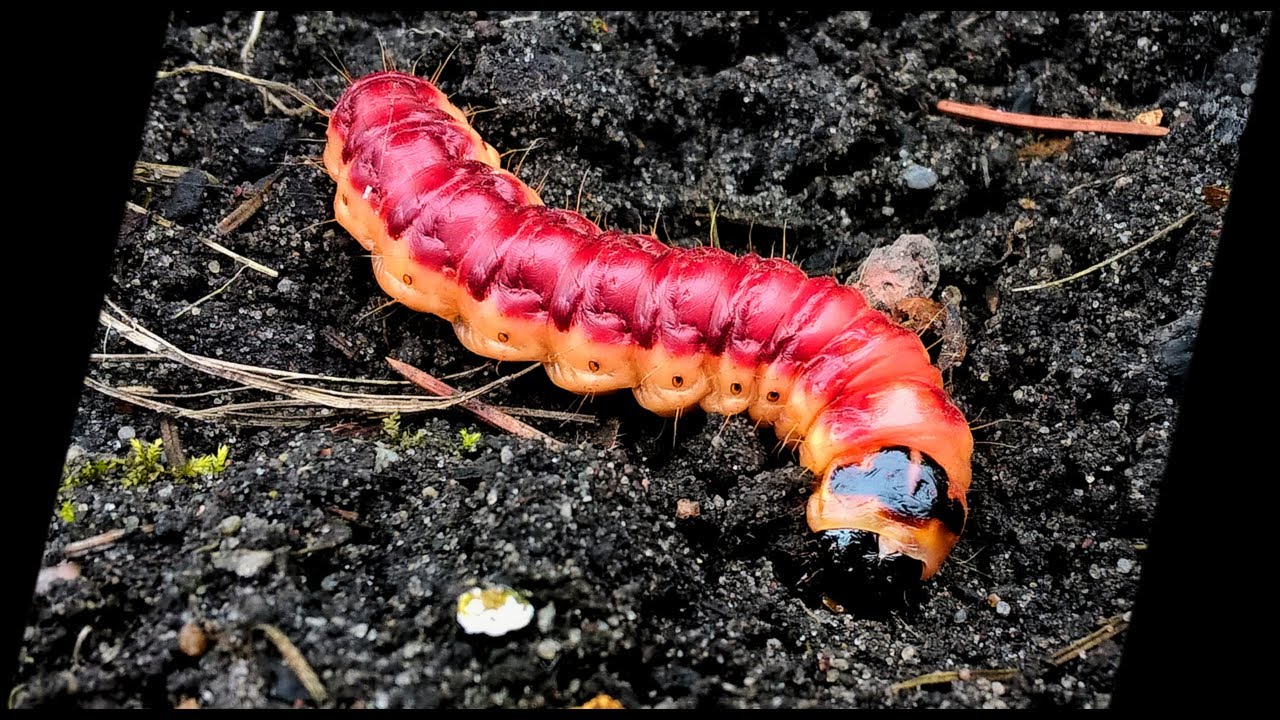 🐛 Trociniarka czerwica - Cossus cossus - 24.03.2023