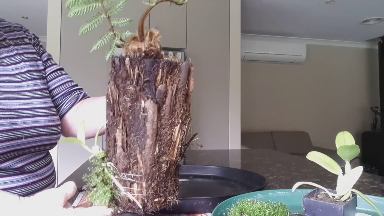Mounting two orchids on a tree fern log