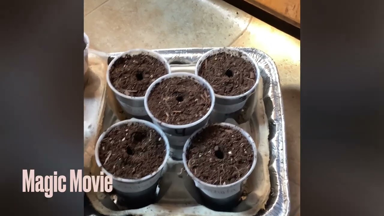Germination @KayedSeeds 