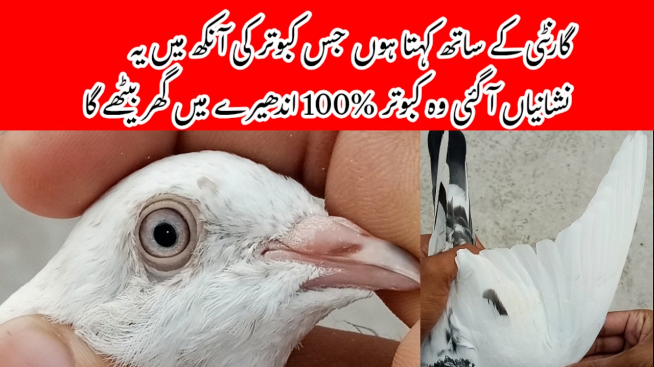 Lighton Mein Ghar Baithane Wale Kabootar Ki Pahchan | Pigeon Day1
