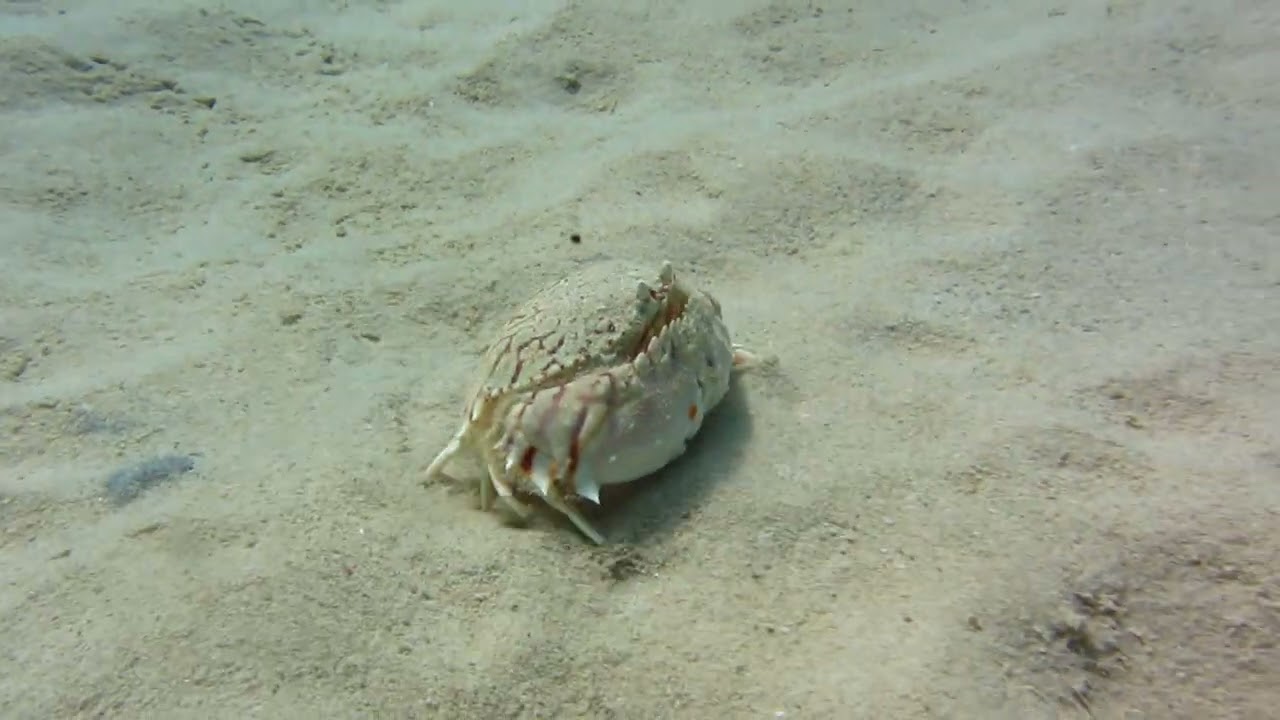 Flame Box crab on the move Bonaire
